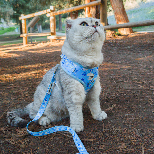 Shimi, a Cat (Adult)wearing Pawsonify