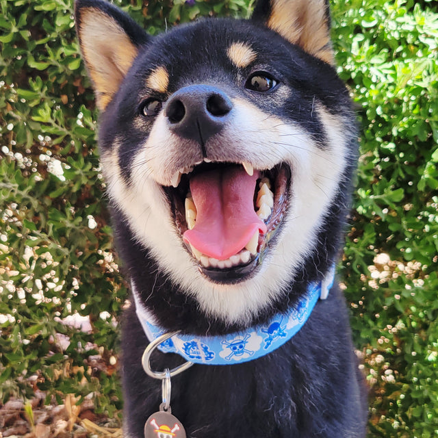 Rōnin, a Shiba Inuwearing Pawsonify
