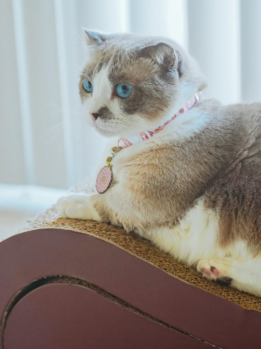 Future Island Egghead Collar | One Piece | Pawsonify