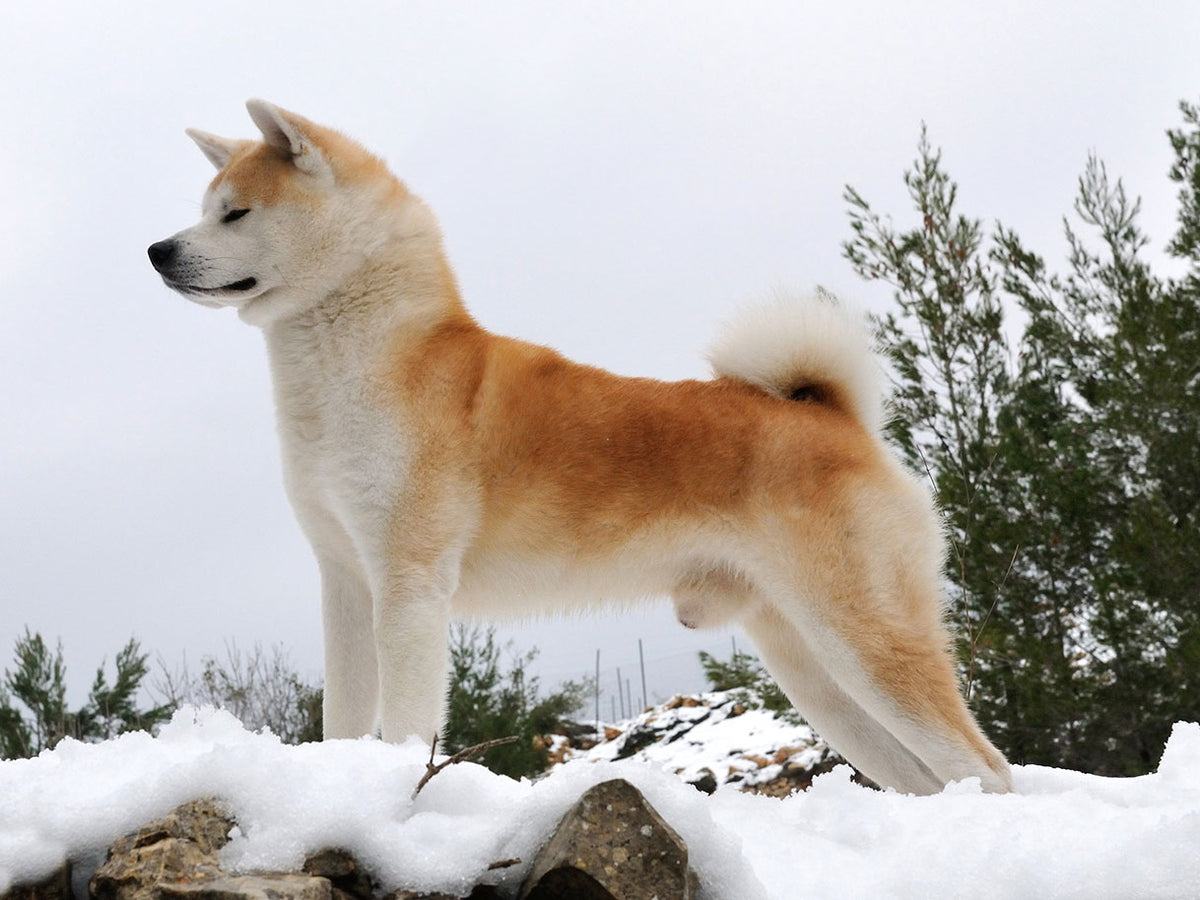 Akita