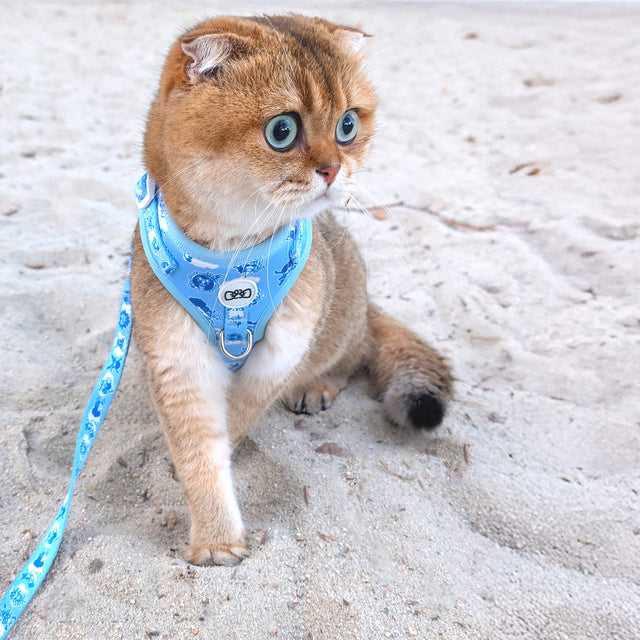 Bean, a Cat (Adult)wearing Pawsonify