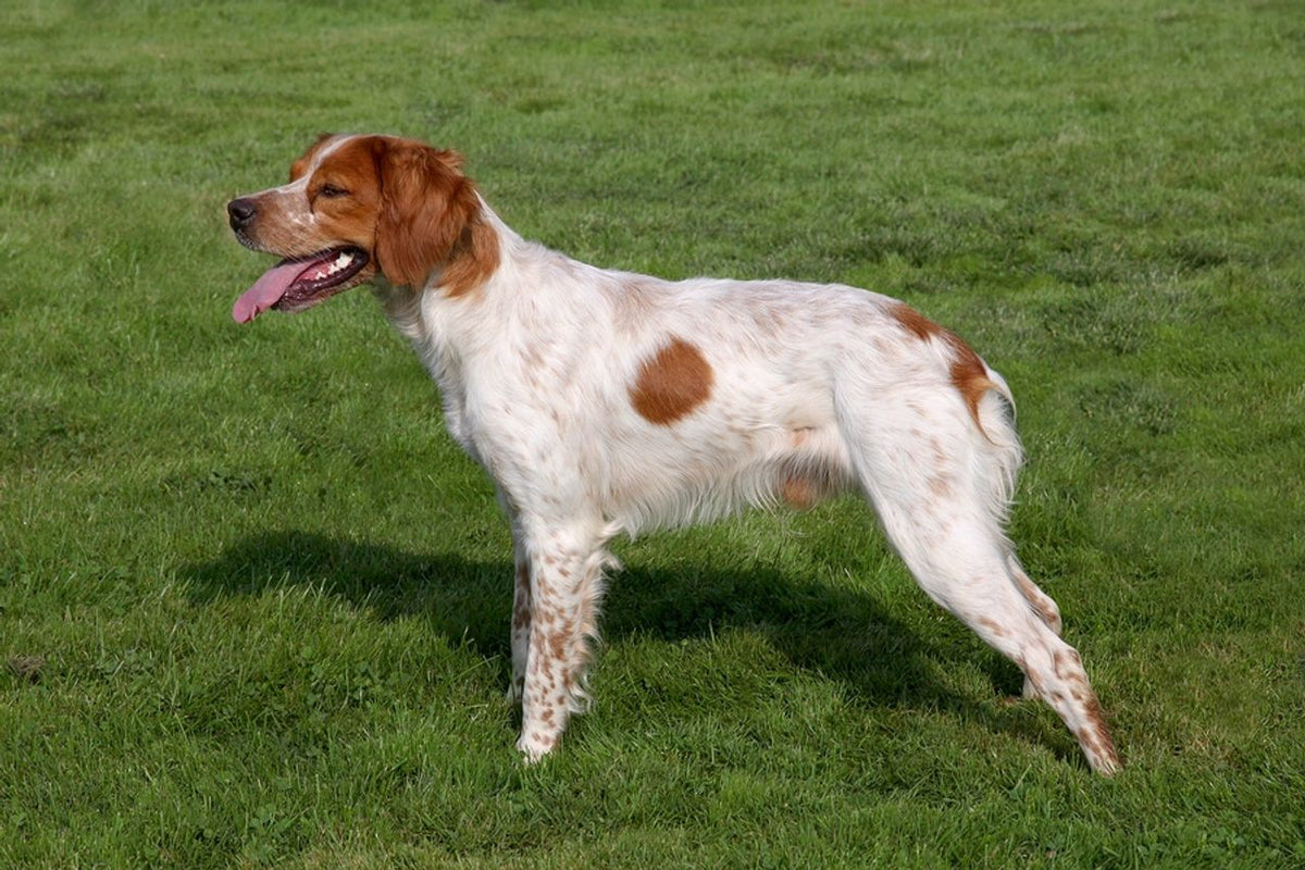 Brittany Spaniel