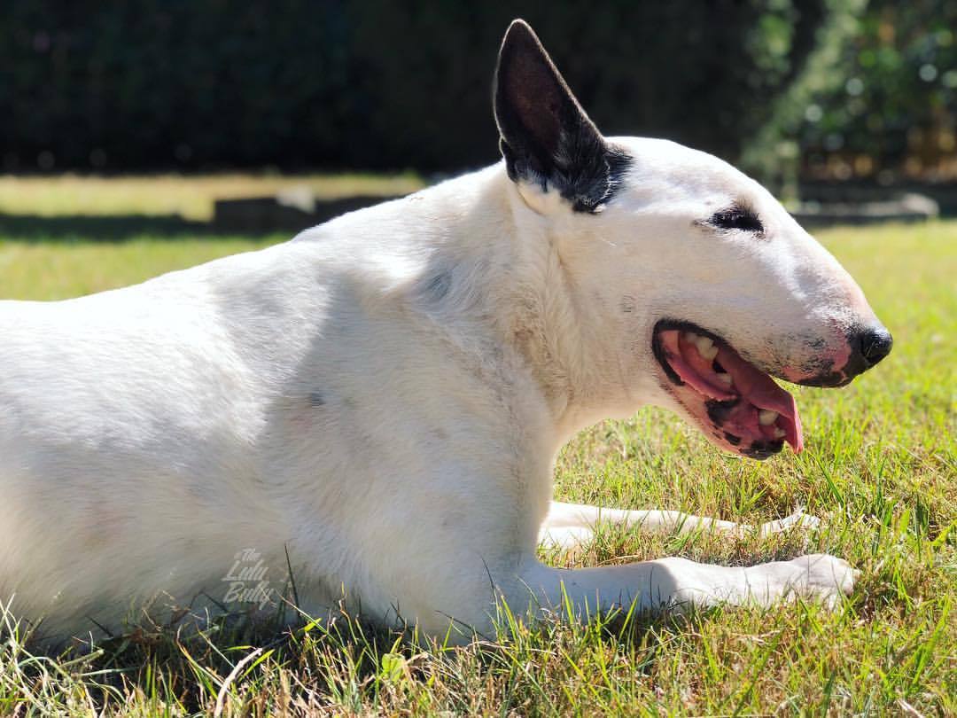 Bull Terrier