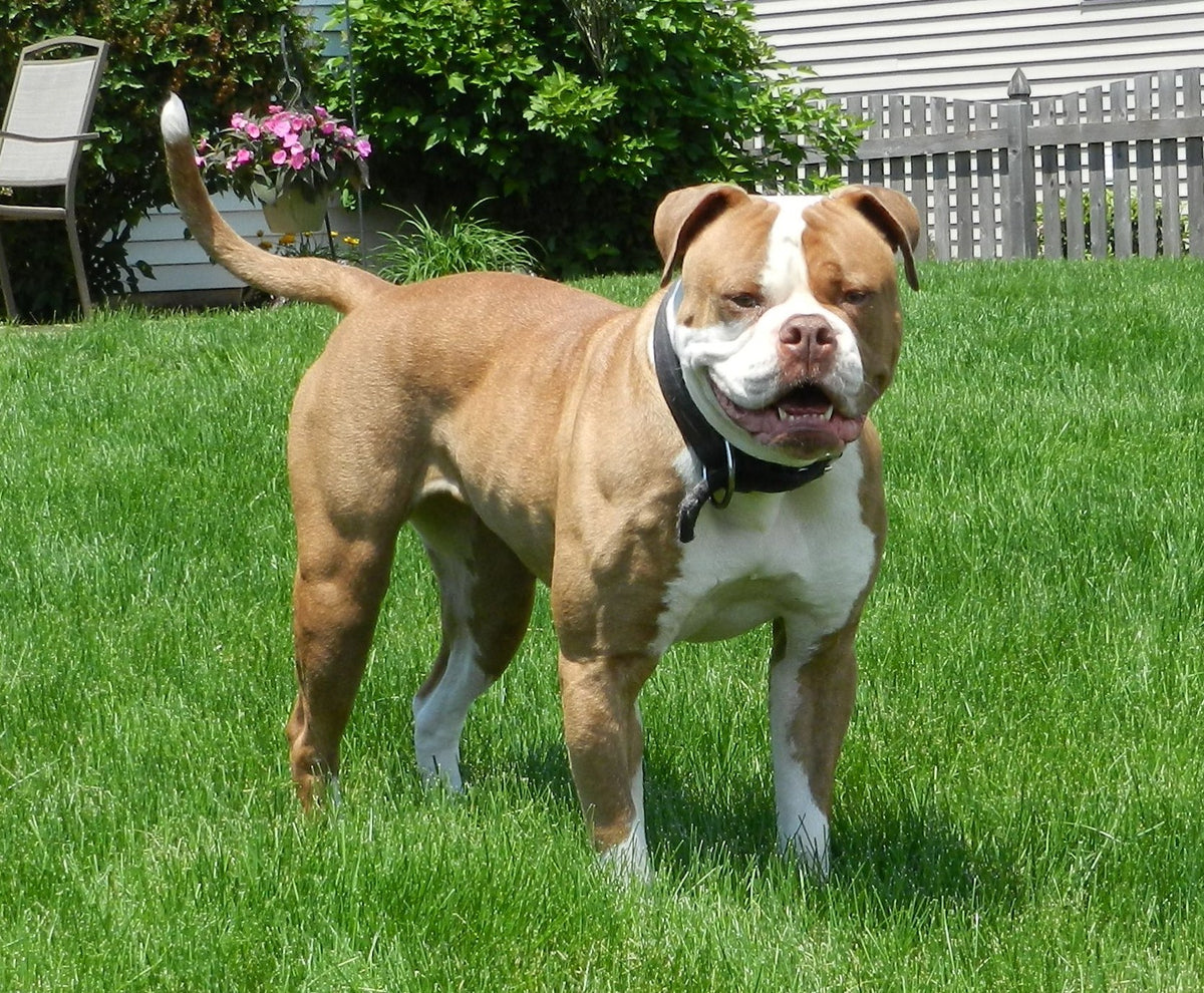 Bulldog American