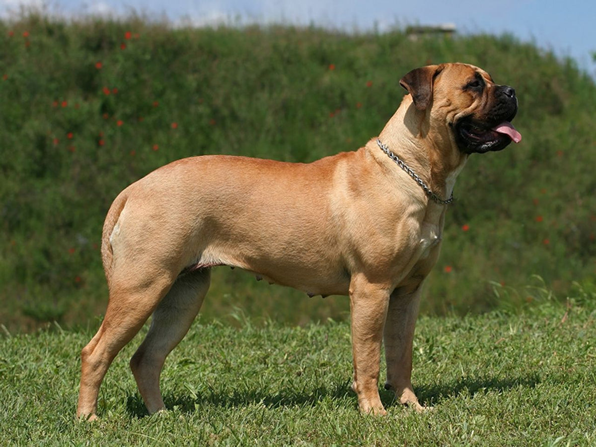 Bullmastiff
