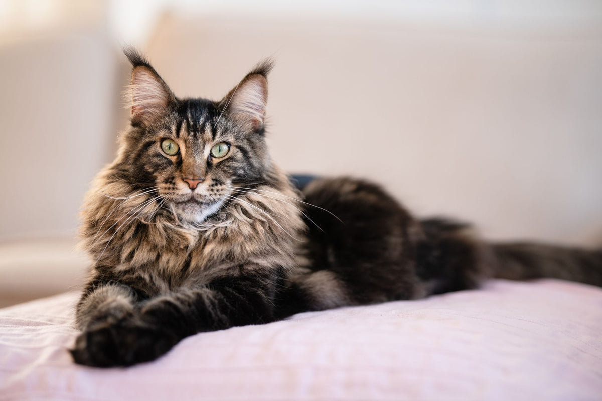 Cat Maine Coon