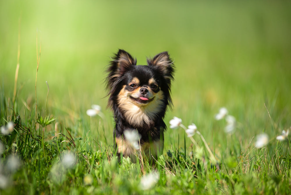 Chihuahua (Teacup)