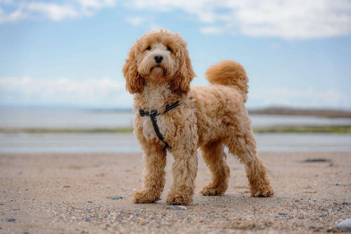 Cockapoo Miniature