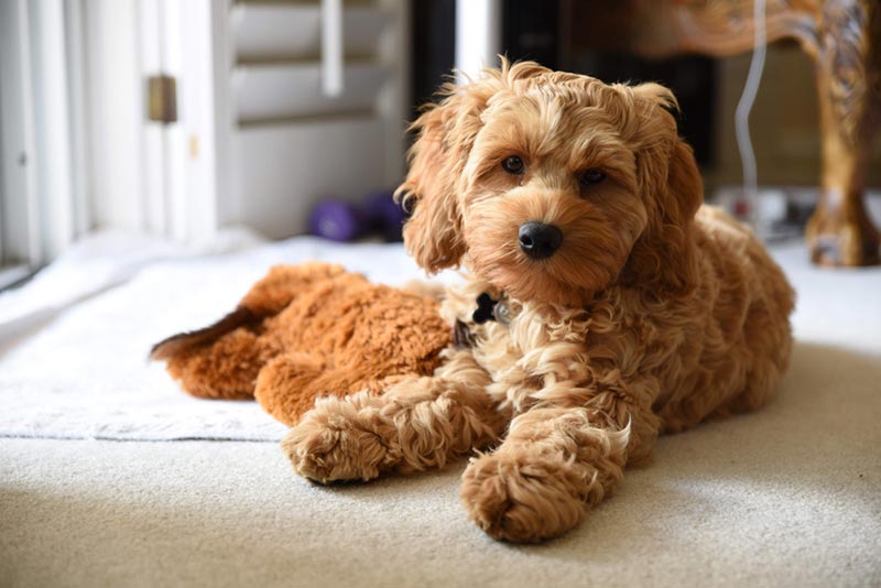 Cockapoo Toy