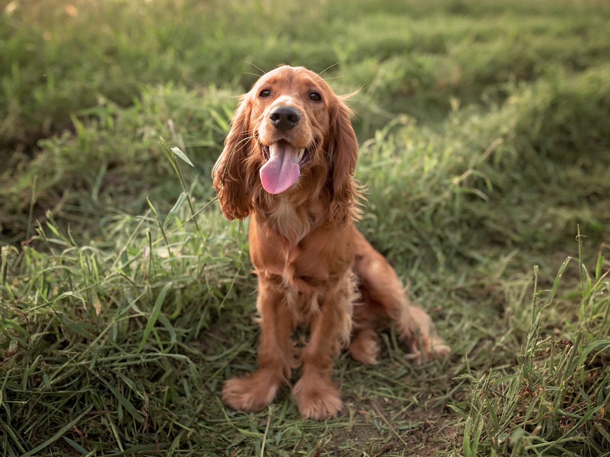 Cocker Spaniel