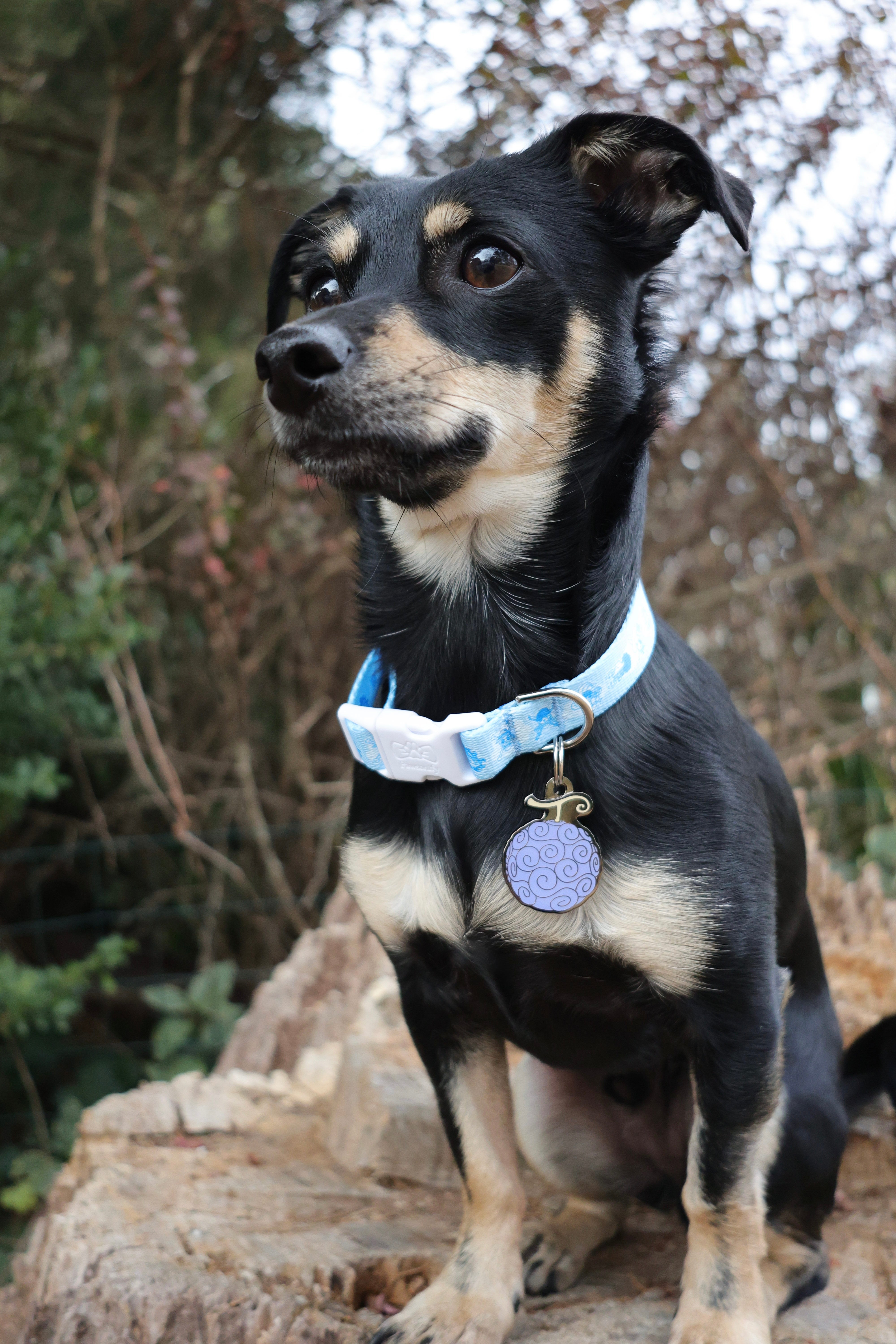 New World Collar | One Piece | Pawsonify