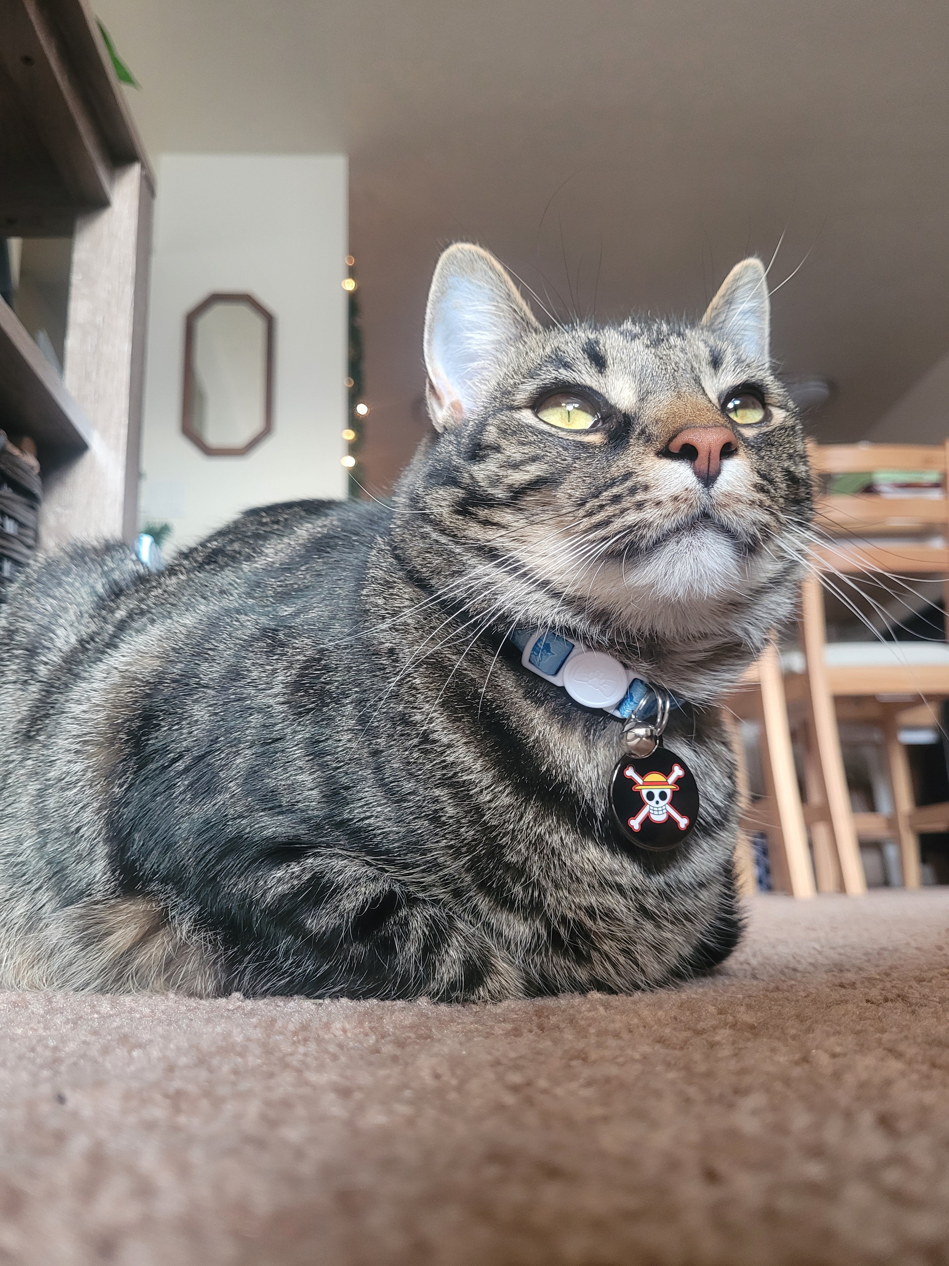 Monkey D. Luffy Pet Tag | One Piece | Pawsonify