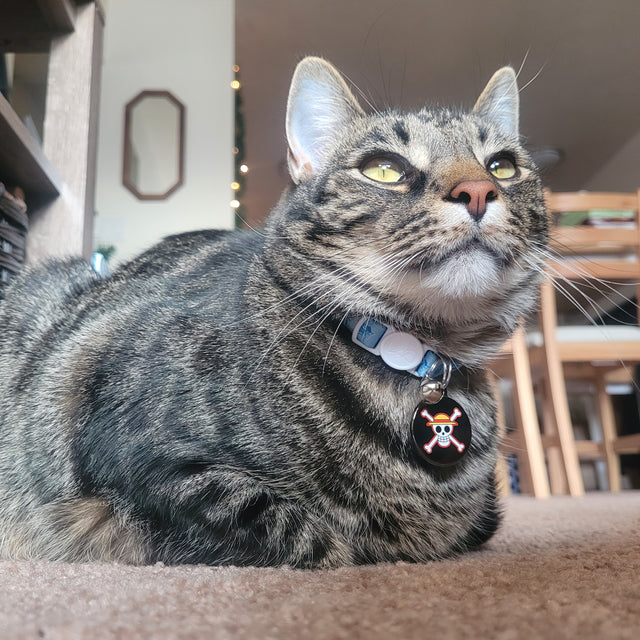 Mochi, a Cat (Adult)wearing Pawsonify