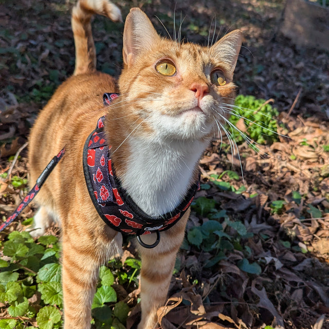 Ravioli, a Cat (Adult)wearing Pawsonify