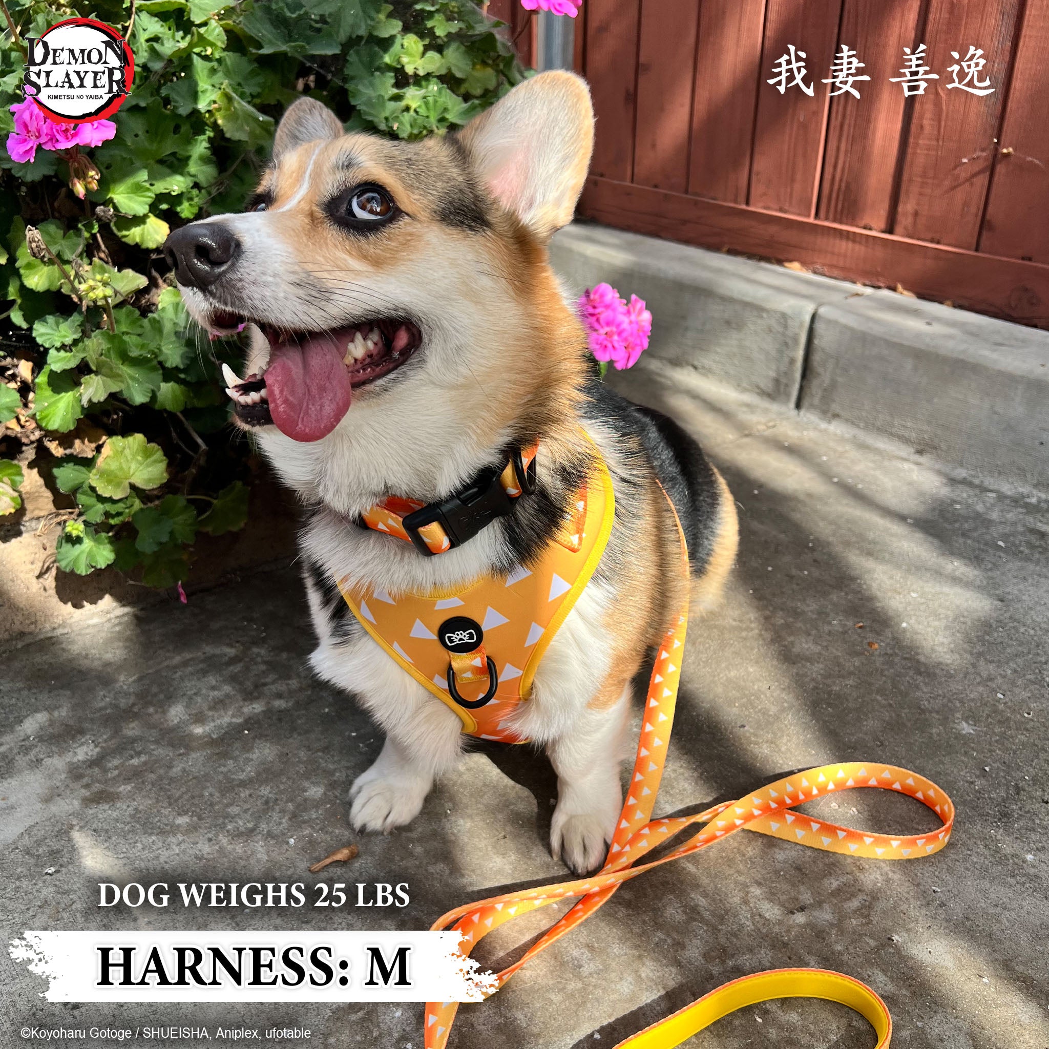 【Pre-Order】Dog Four Piece Bundle - Zenitsu