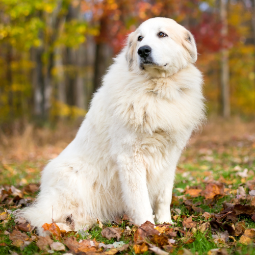Great Pyrenees