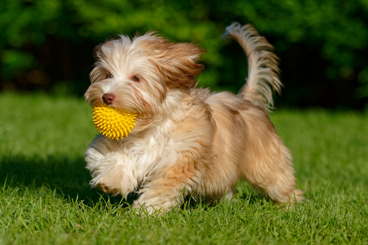 Havanese