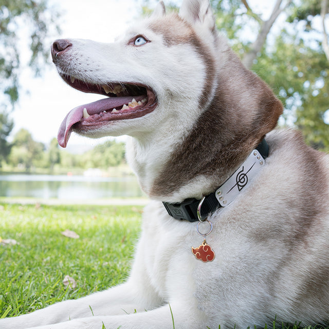Kodi, a Huskywearing Pawsonify