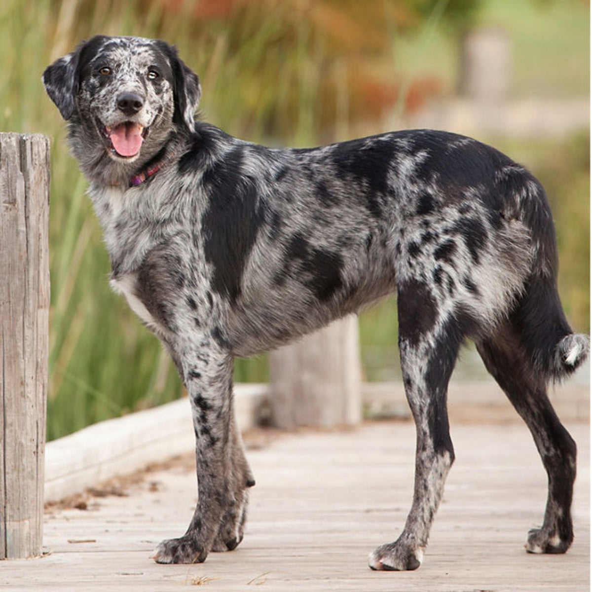 Louisiana Catahoula Leopard