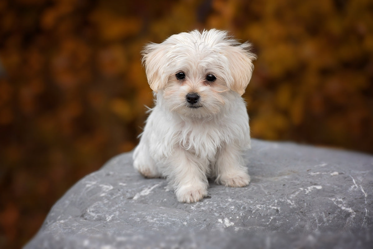 Maltese (Teacup)