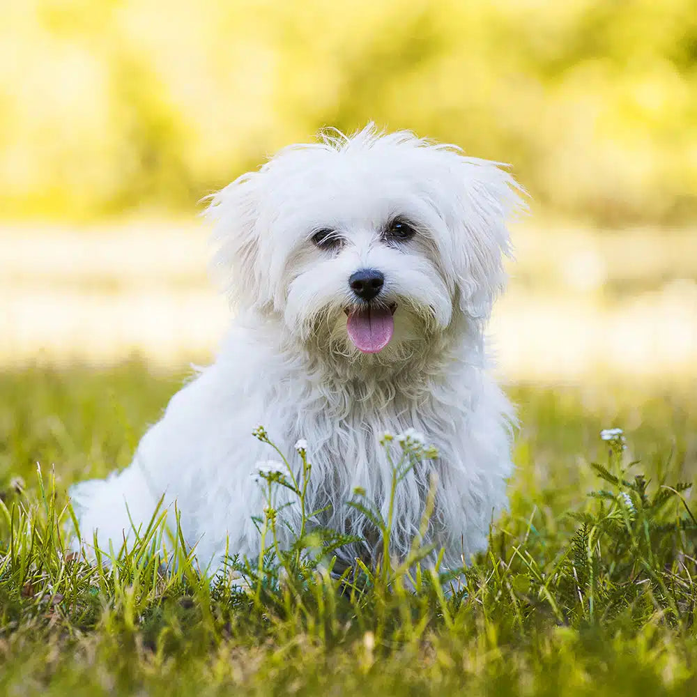 Maltese