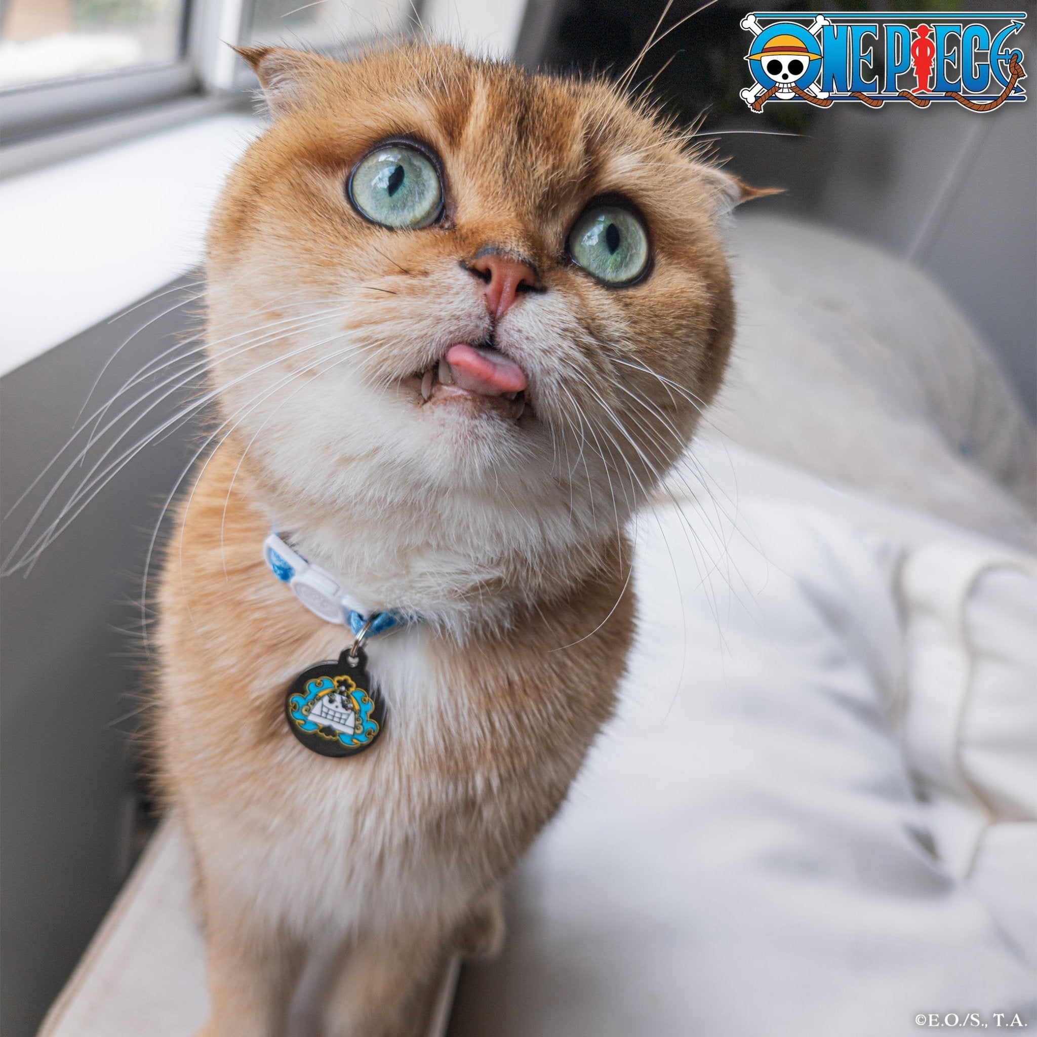 【 Select Seconds】Jinbe Pet Tag - Pawsonify
