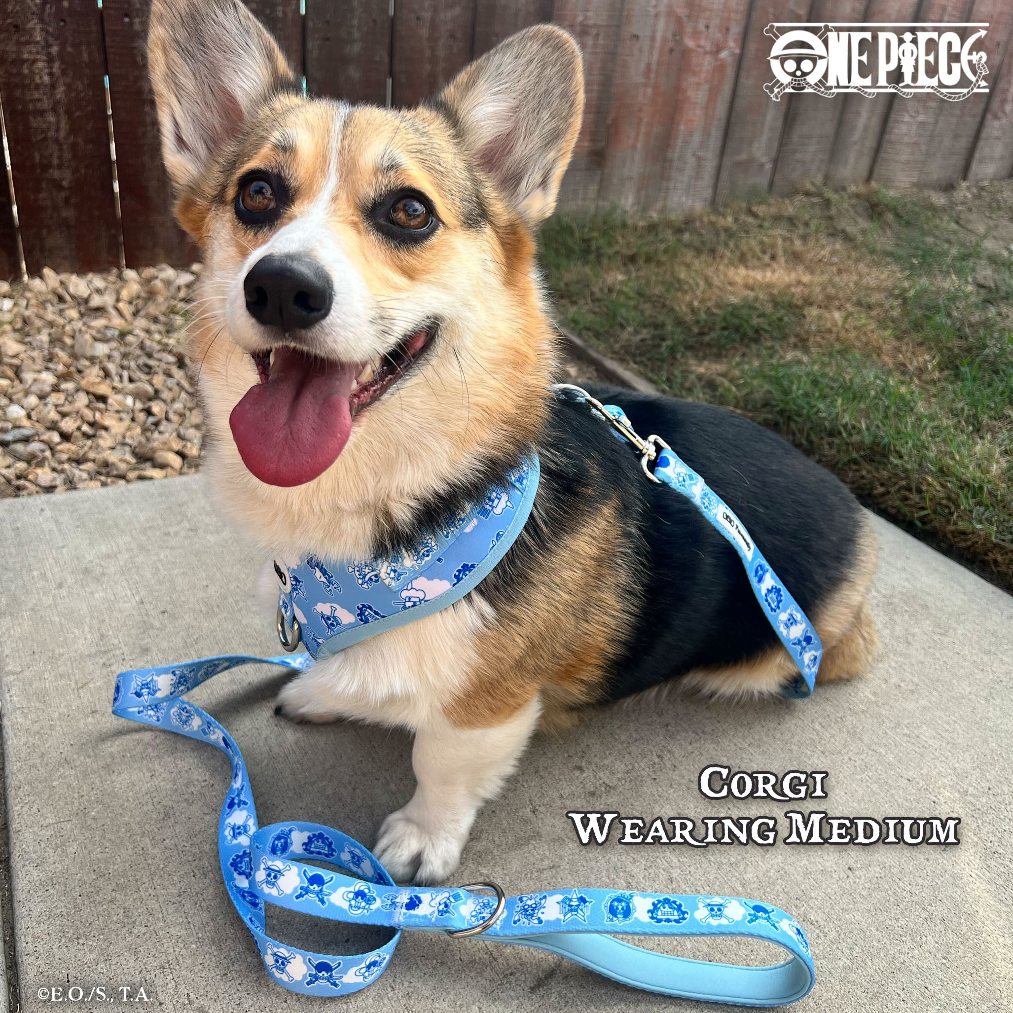 Two Piece Bundle - New World | One Piece | Pawsonify