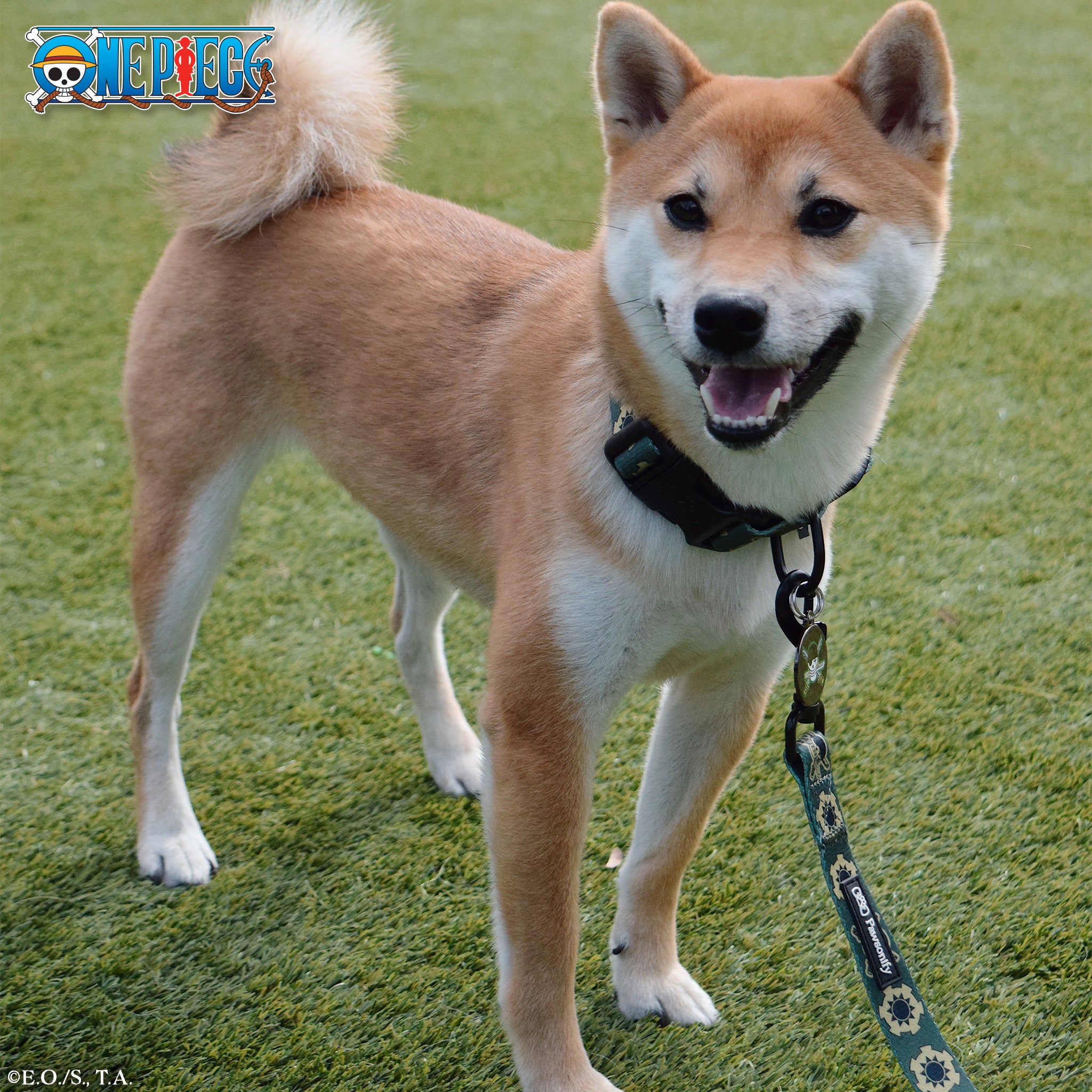 Roronoa Zoro (Wano Arc) Leash