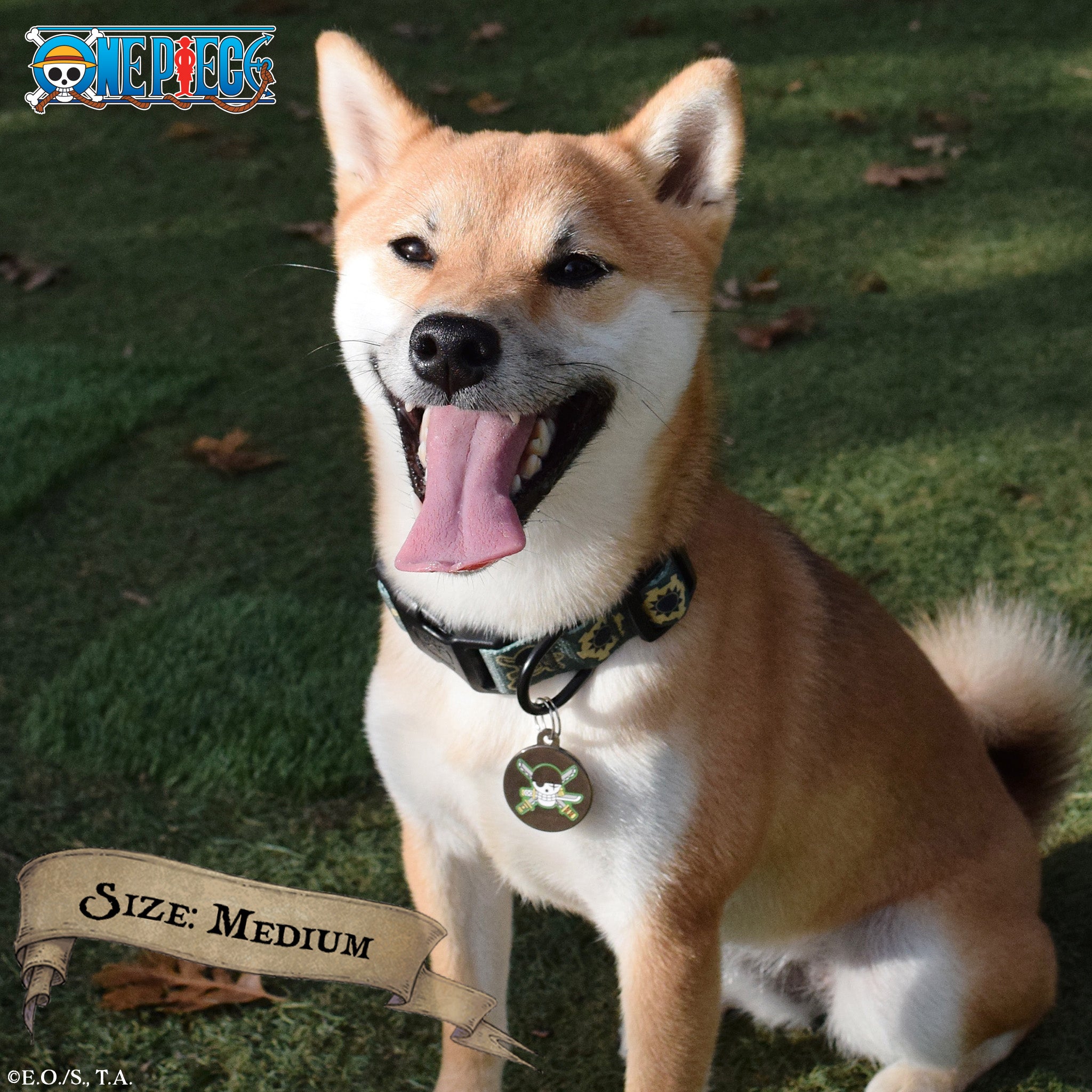 Roronoa Zoro Collar (Wano Arc) | One Piece | Pawsonify