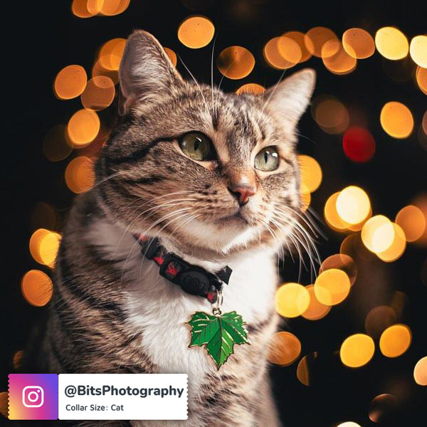 Ivy Leaf Pet ID Tag work by a cat named Ripley. - Pawsonify Original Design - Photo by BitsPhotography on Instagram