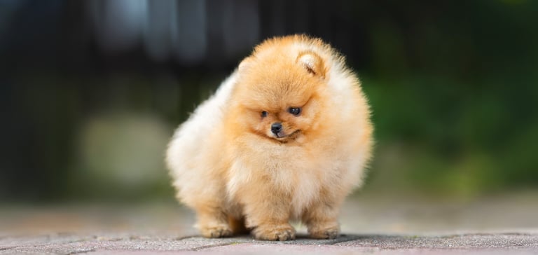 Pomeranian (Teacup)
