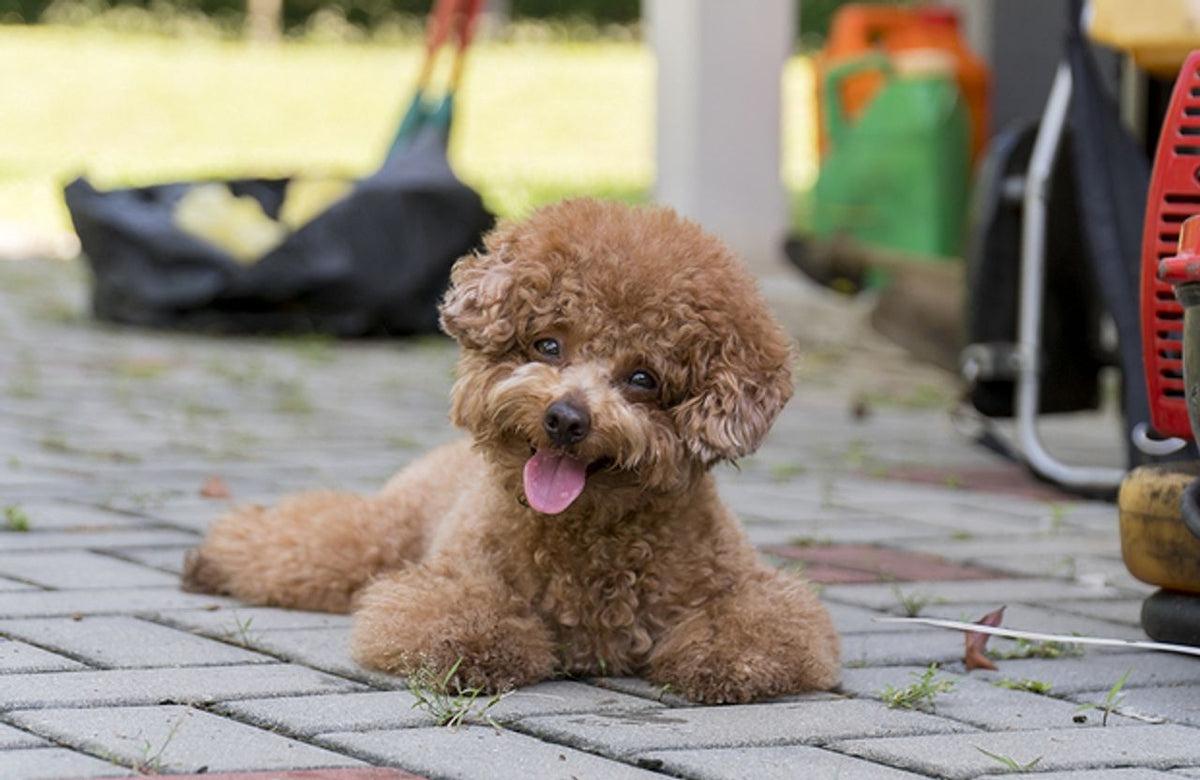Poodle (Teacup)