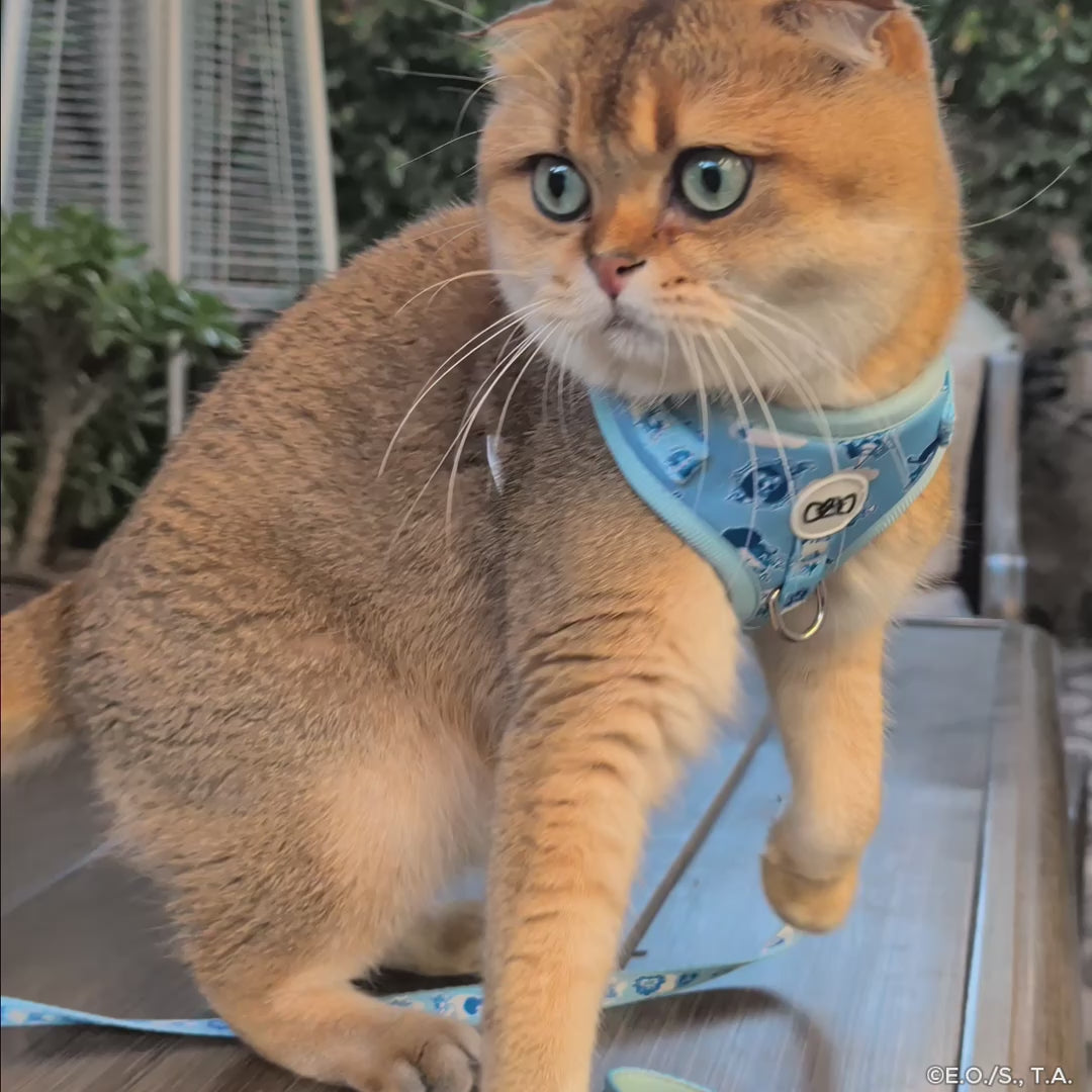 Two Piece Bundle - New World | One Piece | Pawsonify