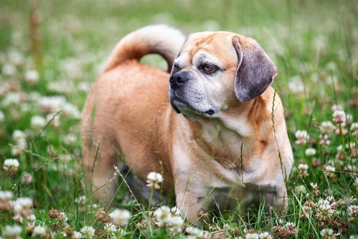 Puggle