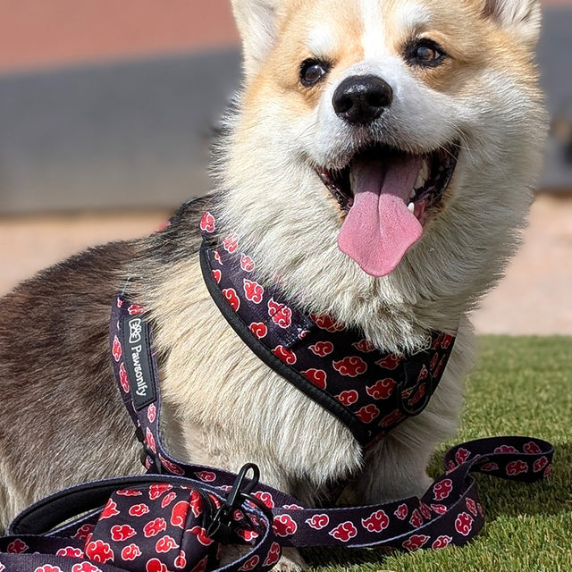 Gustaff, a Corgiwearing Pawsonify