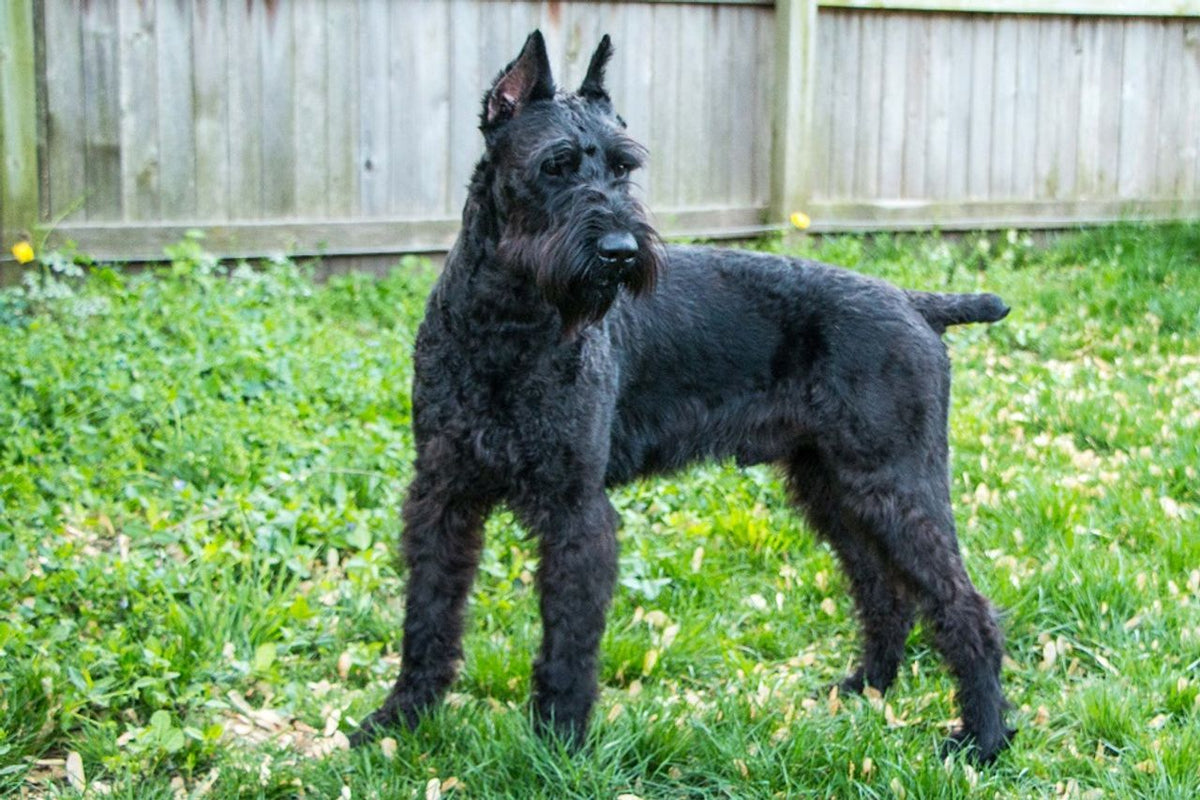 Schnauzer (Giant)