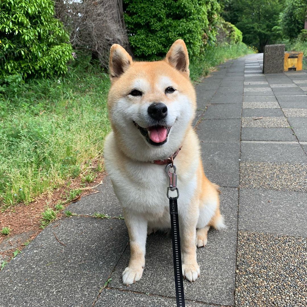 Shiba Inu