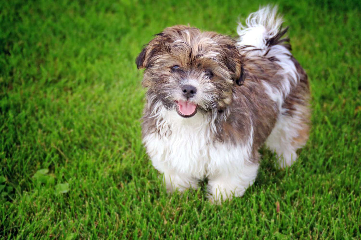 Shichon