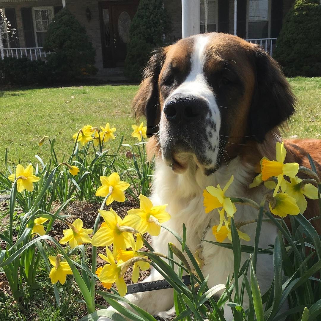 St. Bernard