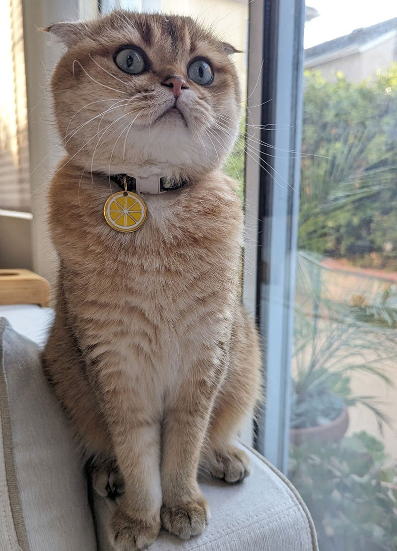 Citrus Pet Tag - Pawsonify