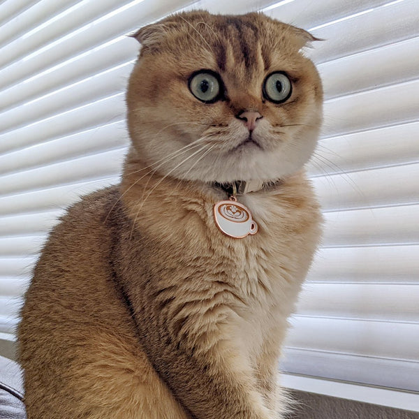 Pawsonify Original - Latte Pet Tag - Cat with Pet Tag