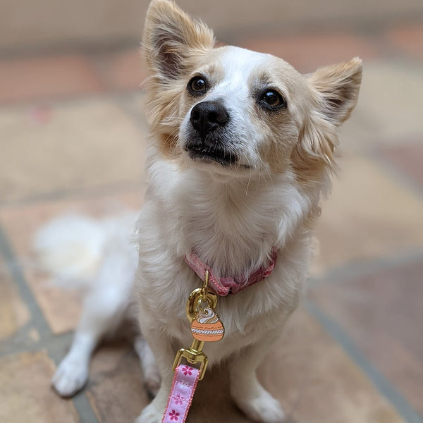 Macaron Pet Tag